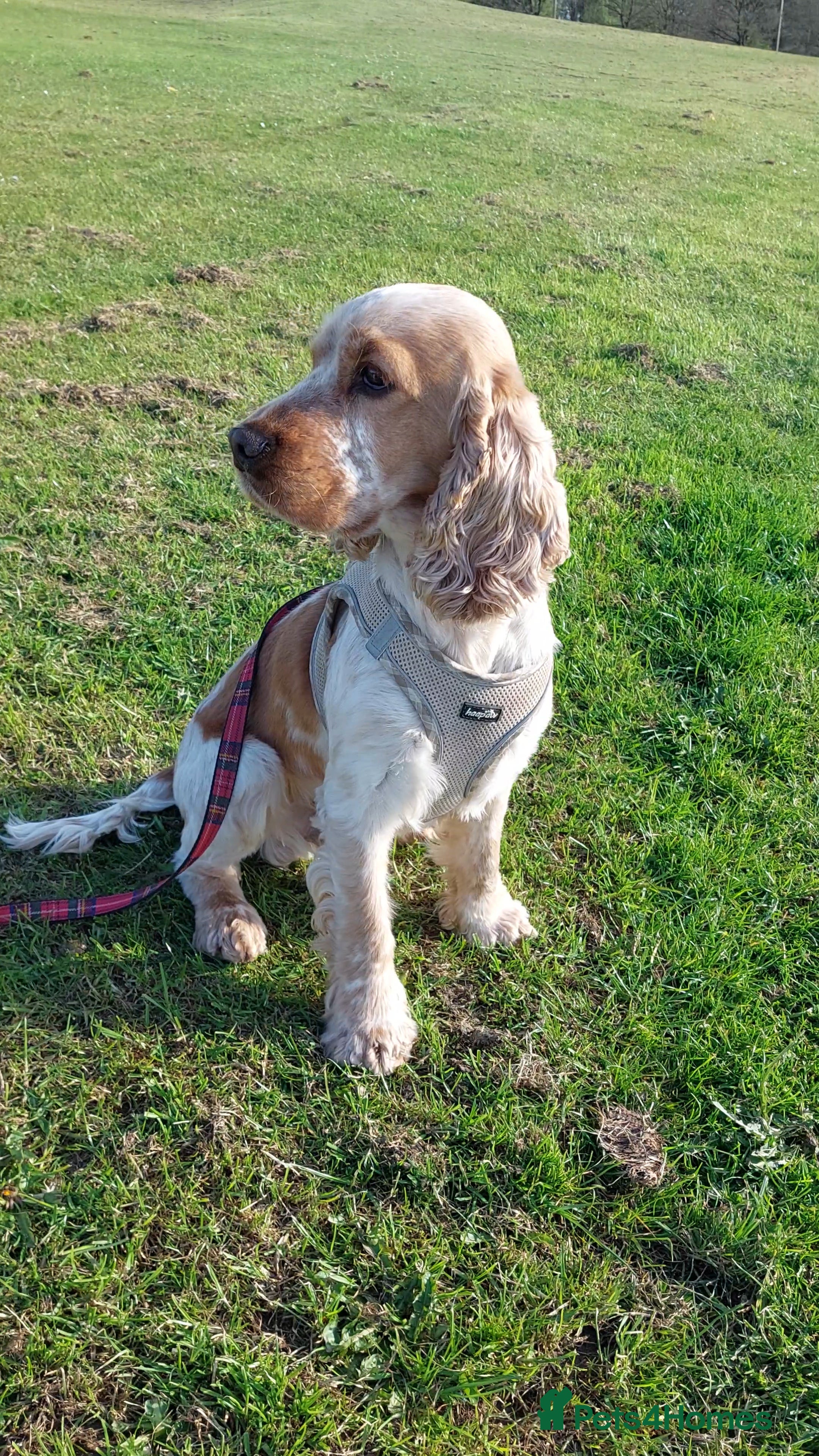 Cocker Spaniel dogs Orange Roan Show Cocker - Advert 1