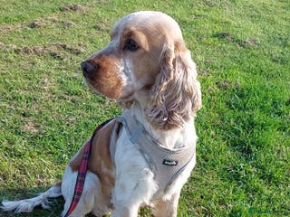 Cocker Spaniel dogs Orange Roan Show Cocker - Advert 4