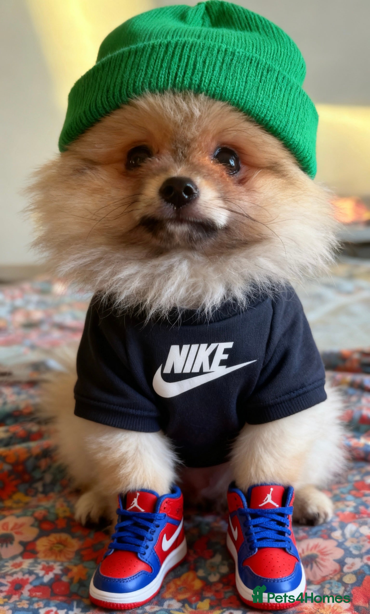 Pomeranian dogs 🏆✨LAST 1 🧸Small 🤩 Teddy Bear Face Pom🐶✨ - Advert 1