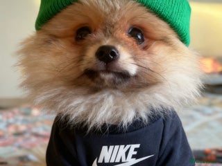 Pomeranian dogs 🏆✨LAST 1 🧸Small 🤩 Teddy Bear Face Pom🐶✨ - Advert 4