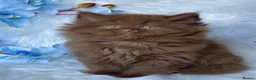 British Longhair cats for sale: Lovely cinnamon British longhair kitten. - Advert 3