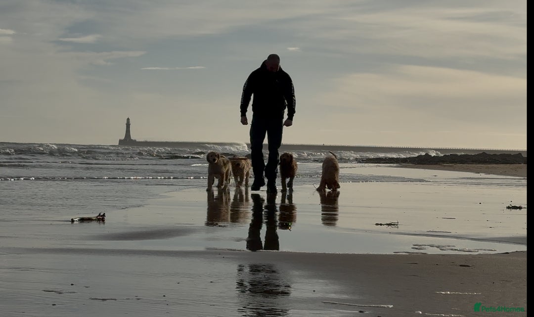 Goldendoodle dogs for sale: Trained, GoldenDoodle puppies - Advert 7