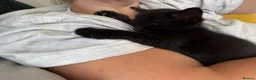 Domestic Shorthair cats for sale: 3 Kittens Ready Oct 4th - WR12 - Advert 7