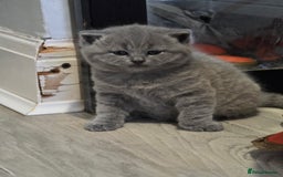 British Shorthair cats for sale: Beautiful GCCF register BSH and BLH - Advert 4