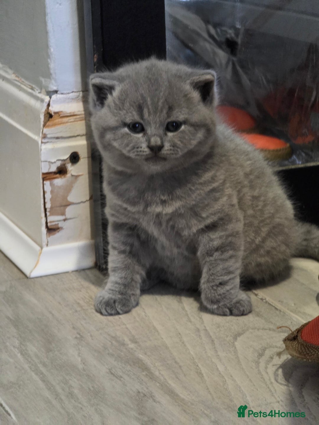 British Shorthair cats for sale: Beautiful GCCF register BSH and BLH - Advert 4
