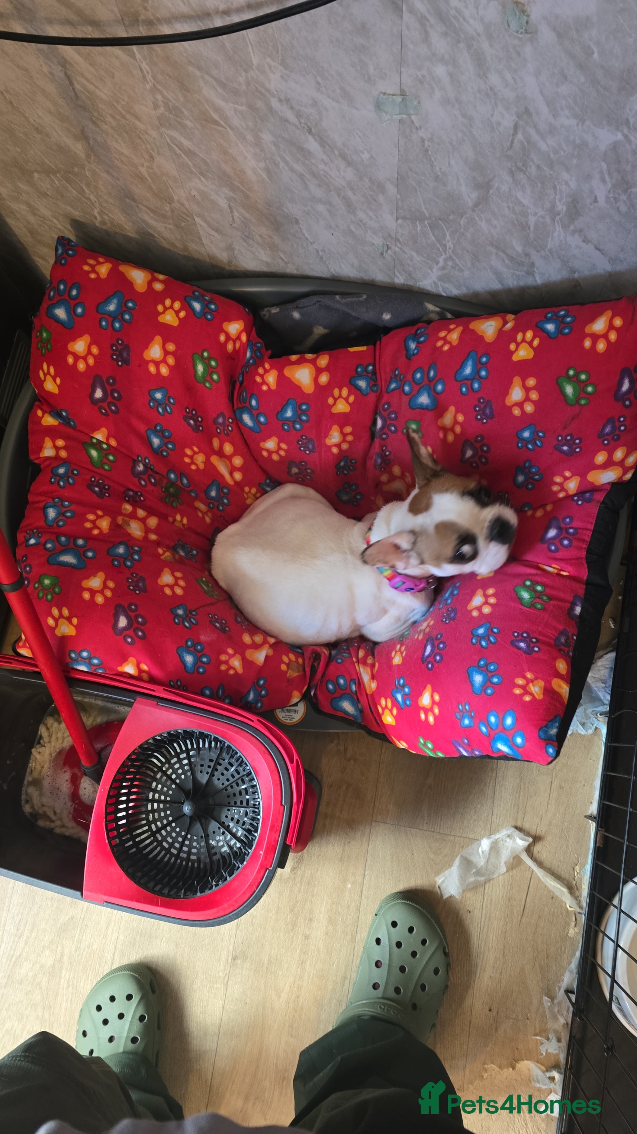 Mixed Breed dogs Puppies for sale - Advert 1