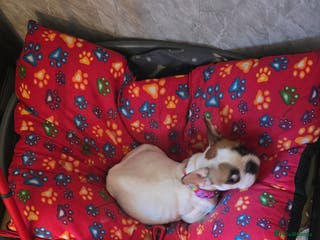 Mixed Breed dogs Puppies for sale - Advert 1