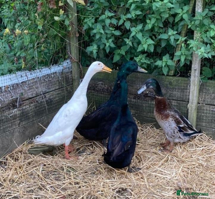 Ducks poultry Indian Runner Duck - Advert 2