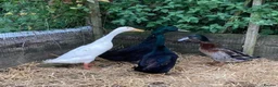 Ducks poultry for sale: Indian Runner Duck - Advert 1