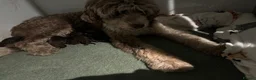 Aussiedoodle dogs for sale: Stunning F1B Aussiedoodle puppies - Advert 9