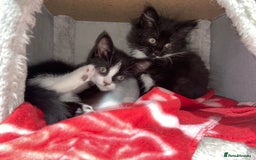 Mixed Breed cats for sale: Female kittens - Image 3