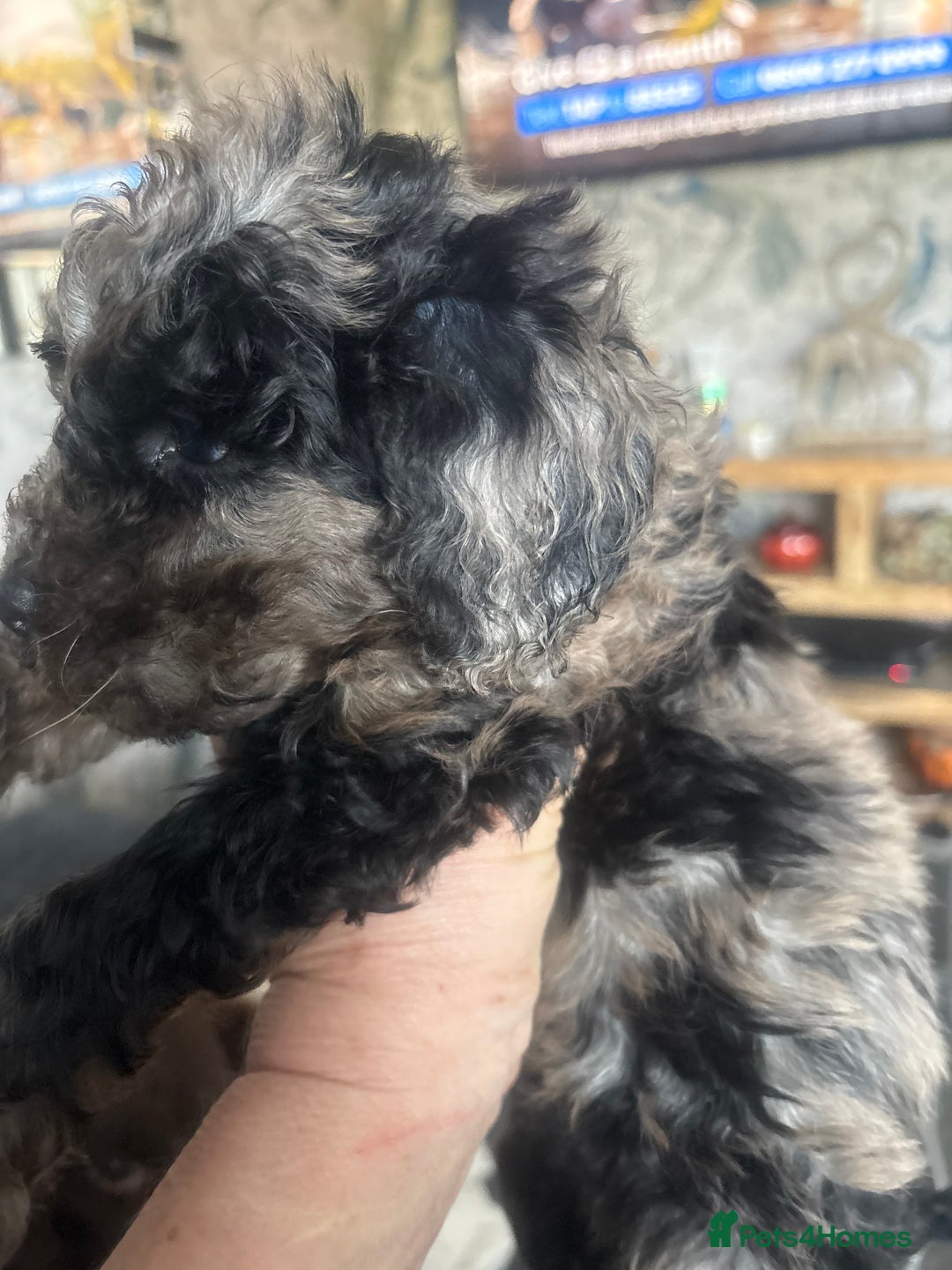 Cockapoo dogs for sale: 2 Male F2 Rare Merle Cockapoo Pups - Image 3