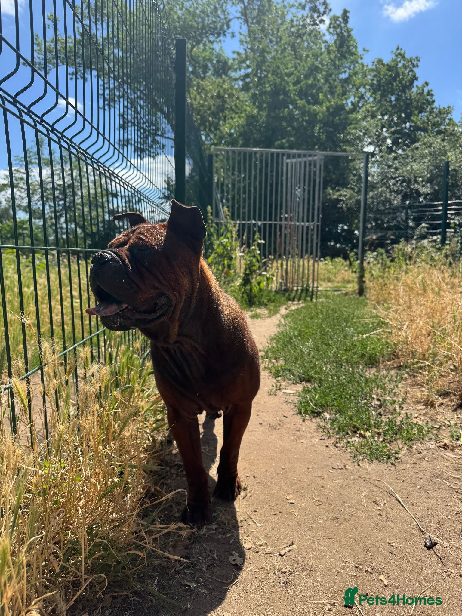 Shar Pei dogs only to 5 stars home - Advert 2