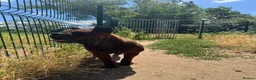 Shar Pei dogs for sale: only to 5 stars home - Advert 2