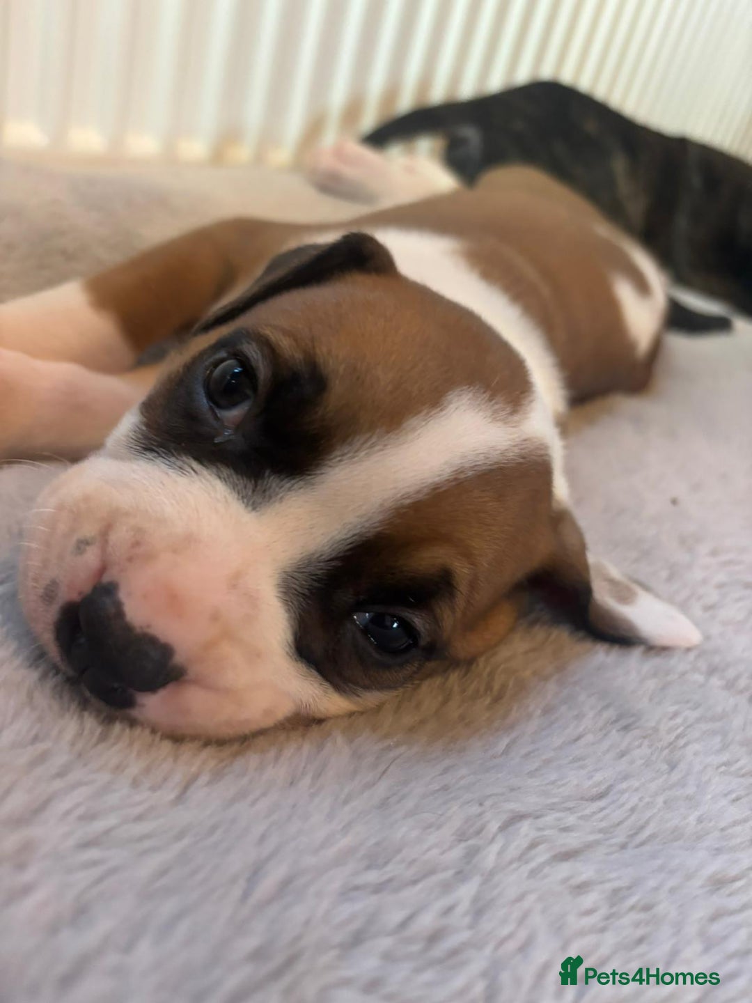 American Bulldog dogs for sale: American bulldog pups for sale - Advert 28