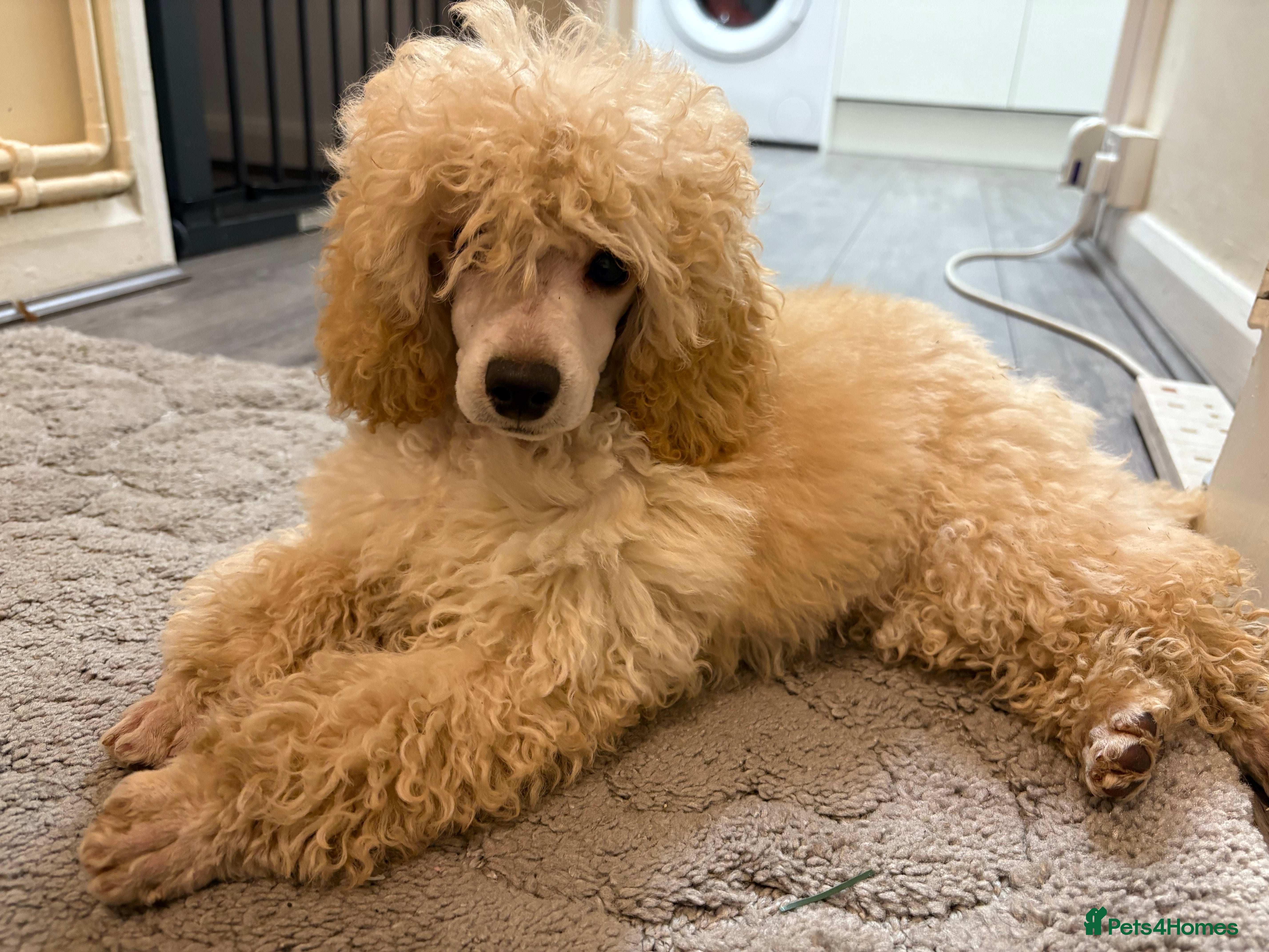 Toy Poodle dogs 3 stunning toy poodles  - Advert 12