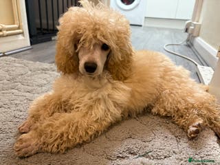 Toy Poodle dogs 3 stunning toy poodles - Advert 16