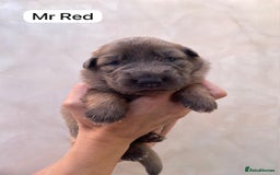 German Shepherd dogs for sale: Stunning blue and sable GSD puppies - Image 6