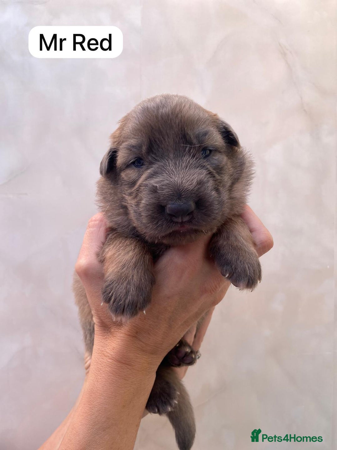 German Shepherd dogs for sale: Stunning blue and sable GSD puppies - Image 6