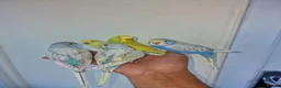 Budgerigars birds for sale: Super hand tamed baby budgies  - Advert 7