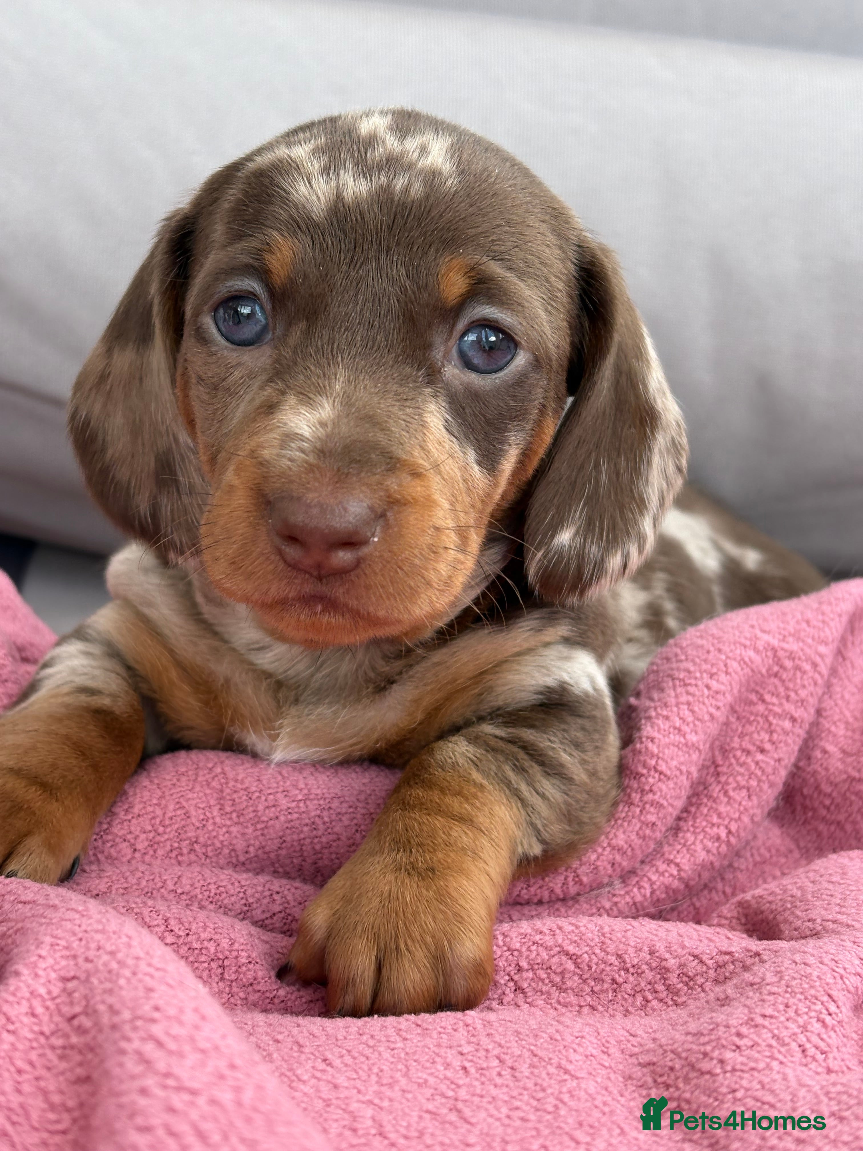 Dachshund dogs Smooth haired miniature Dachshunds 🐶😍 - Advert 2