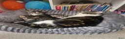 Norwegian Forest Cat cats for sale: 2 x Kittens - Advert 5