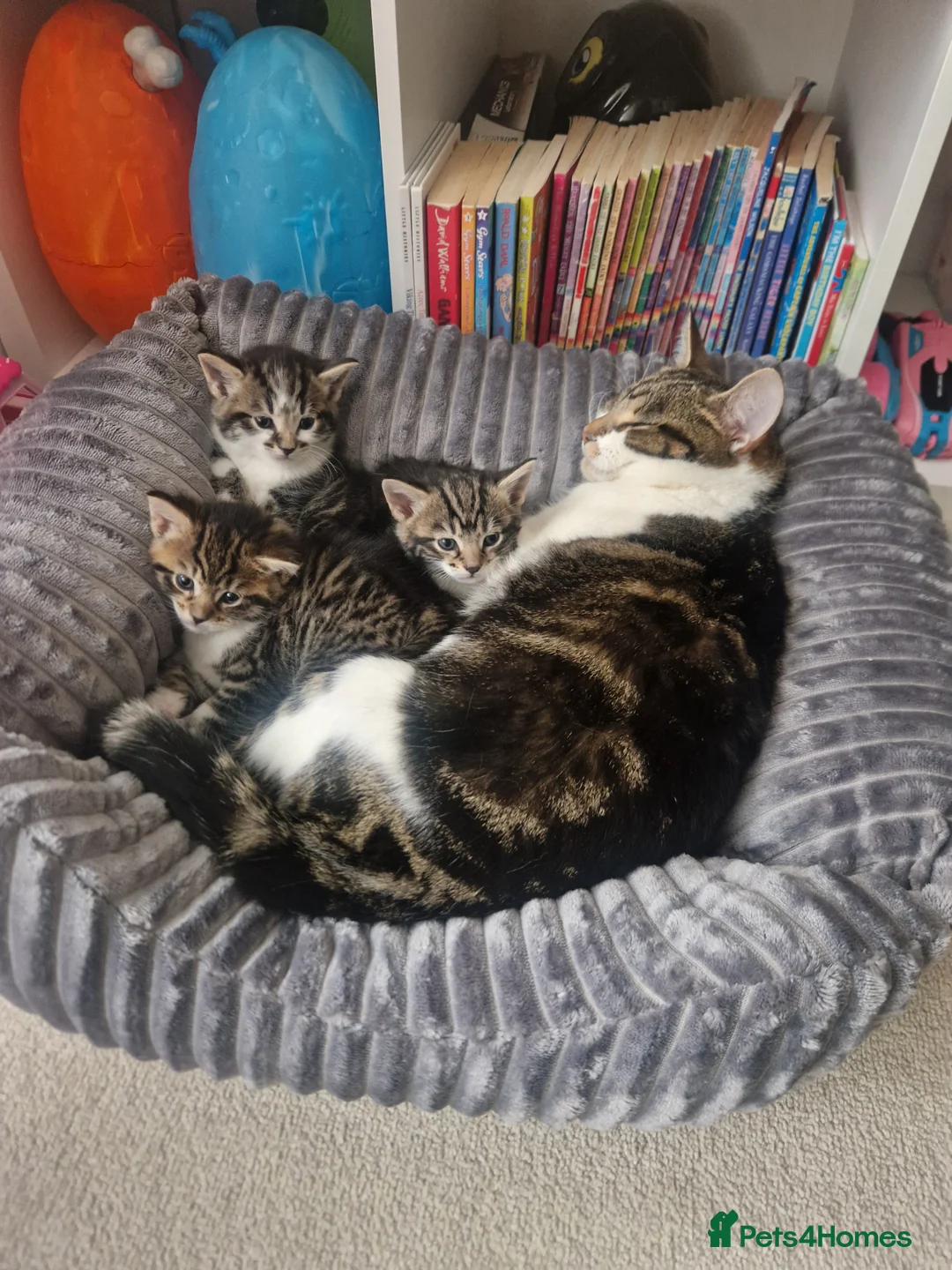 Norwegian Forest Cat cats for sale: 2 x Kittens - Advert 5