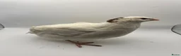 Quail poultry for sale: XL Giant/Super Jumbo Coturnix Quail Hatching Eggs - Advert 2