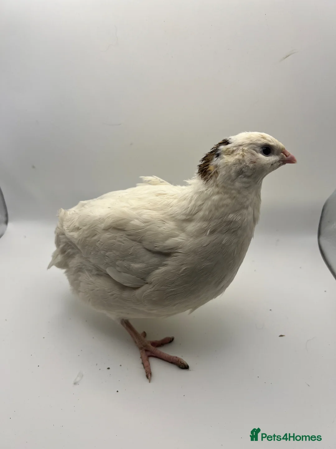 Quail poultry for sale: XL Giant/Super Jumbo Coturnix Quail Hatching Eggs - Advert 2