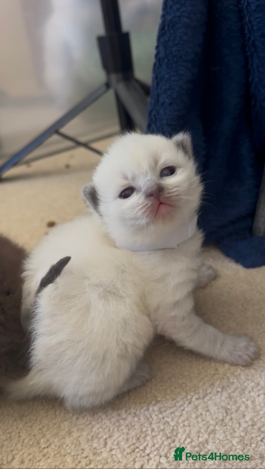 Ragamese cats SHORTHAIR RAGDOLL-SIAMESE KITTENS - Advert 1