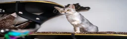 Abyssinian cats for sale: Super Cuddling Boy Champion Line 🏆 Silver Black - Advert 35