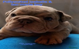 English Bulldog dogs for sale: Dwkc englìsh bulldog puppies  - Image 7