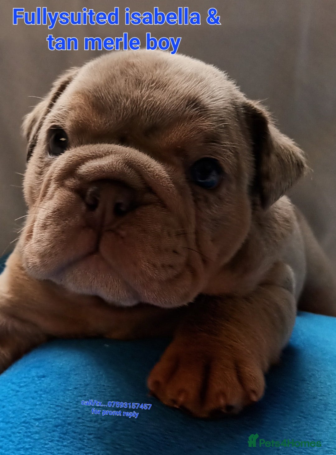 English Bulldog dogs for sale: Dwkc englìsh bulldog puppies  - Image 7