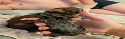 Miniature Dachshund dogs for sale: Beautiful Miniature Dachshunds  - Advert 6