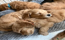 Mixed Breed dogs for sale: Mini Golden Doodle’s - Image 11