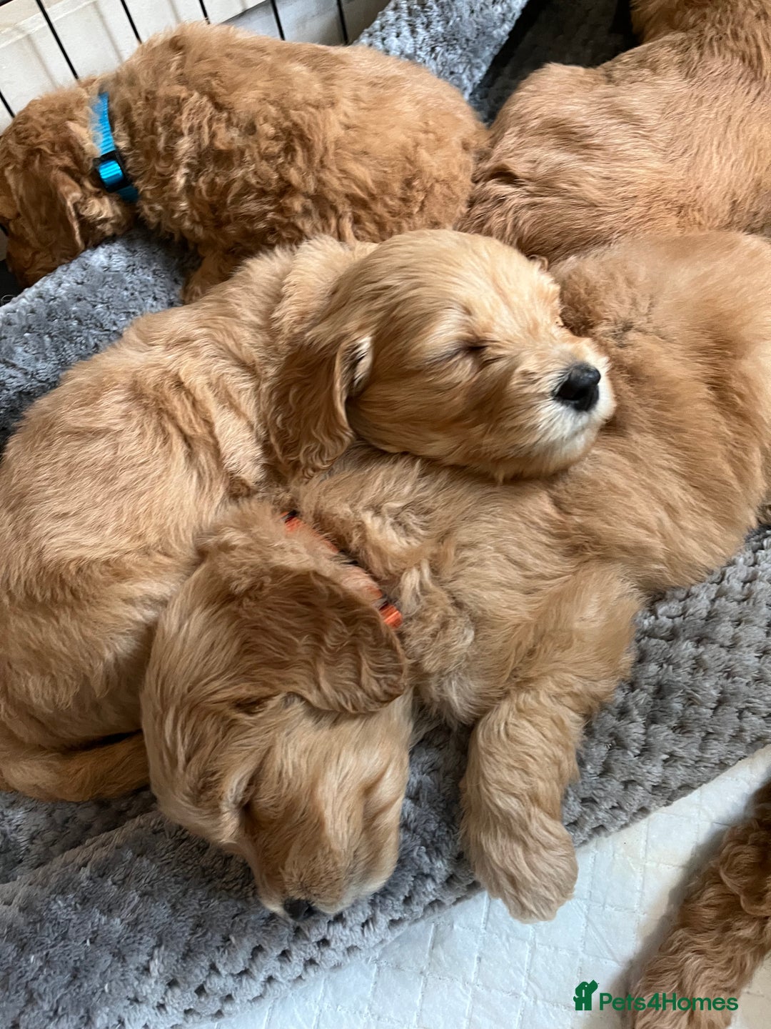 Mixed Breed dogs for sale: Mini Golden Doodle’s - Image 11