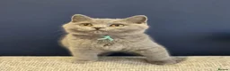 British Shorthair cats for sale: British Shorthair Kittens Teddy Bear chunky Teddys - Advert 10