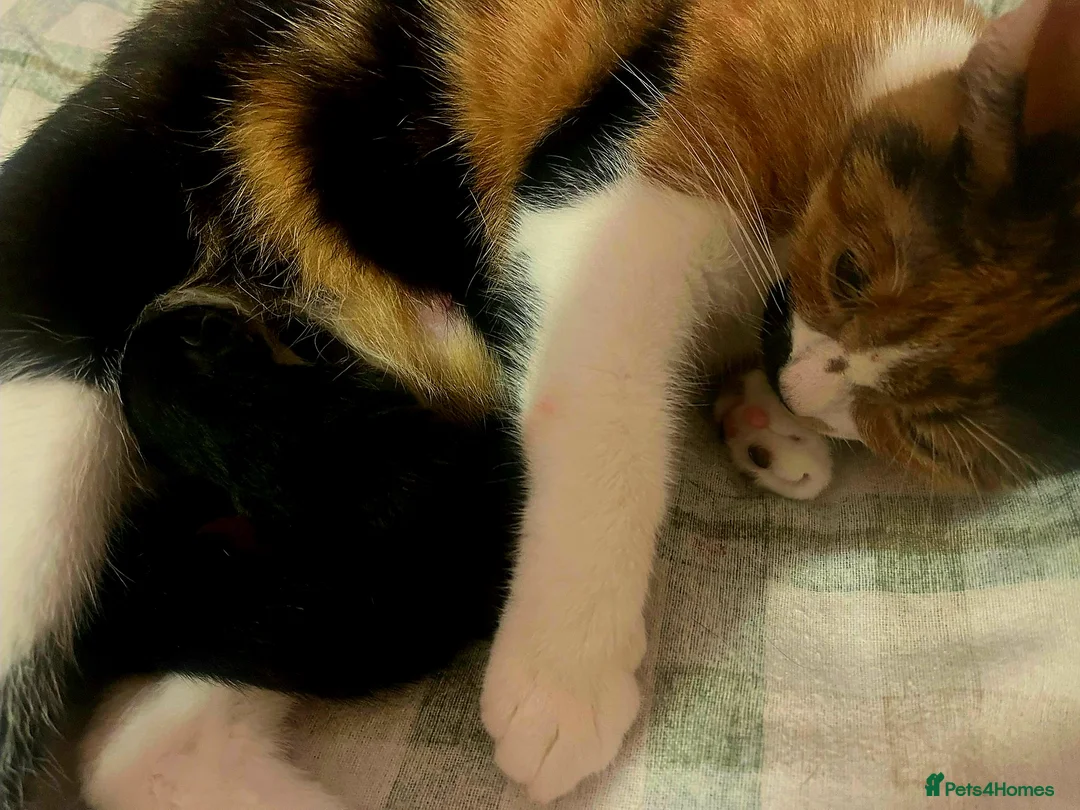 Mixed Breed cats for sale: Kittens for sale  in Coventry - Advert 3