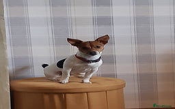 Jack Russell dogs for sale: 3 male Jack russel puppys  - Advert 2