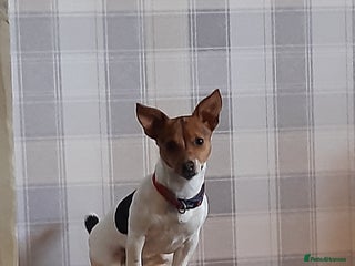 Jack Russell dogs 3 male Jack russel puppys - Advert 7