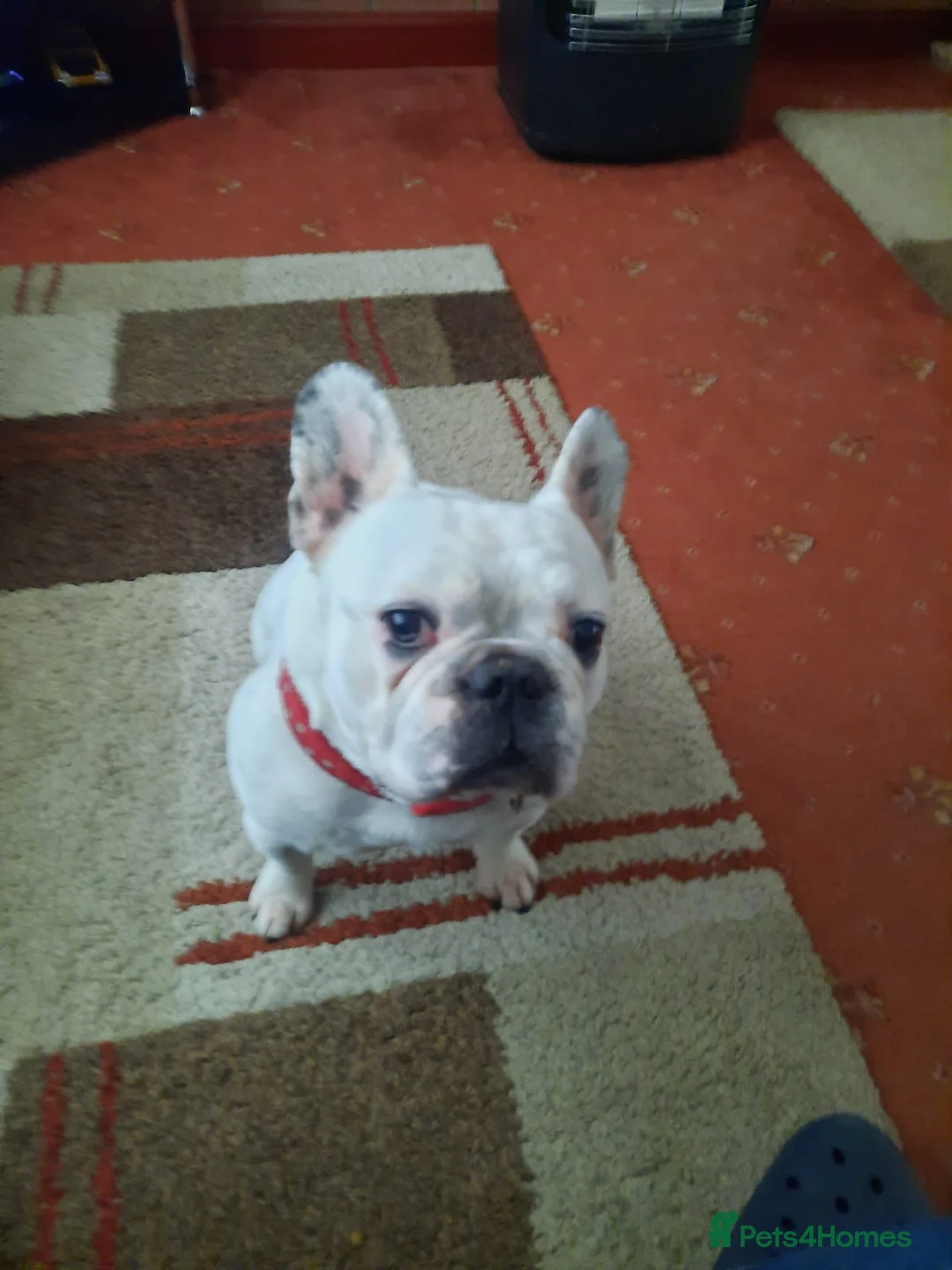 French Bulldog dogs for stud: 7yr old proven stud dog £200 stud fee in Newcastle - Advert 3