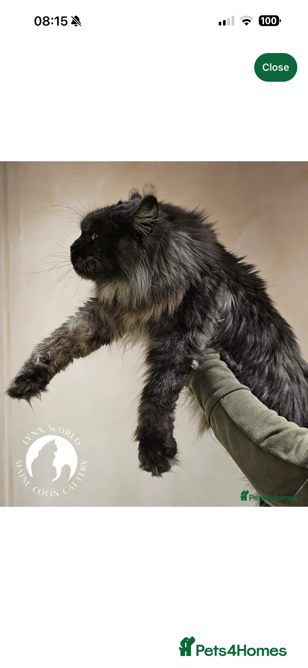 Maine Coon cats for sale: Russian maine coon kittens✨🩷 - Advert 7