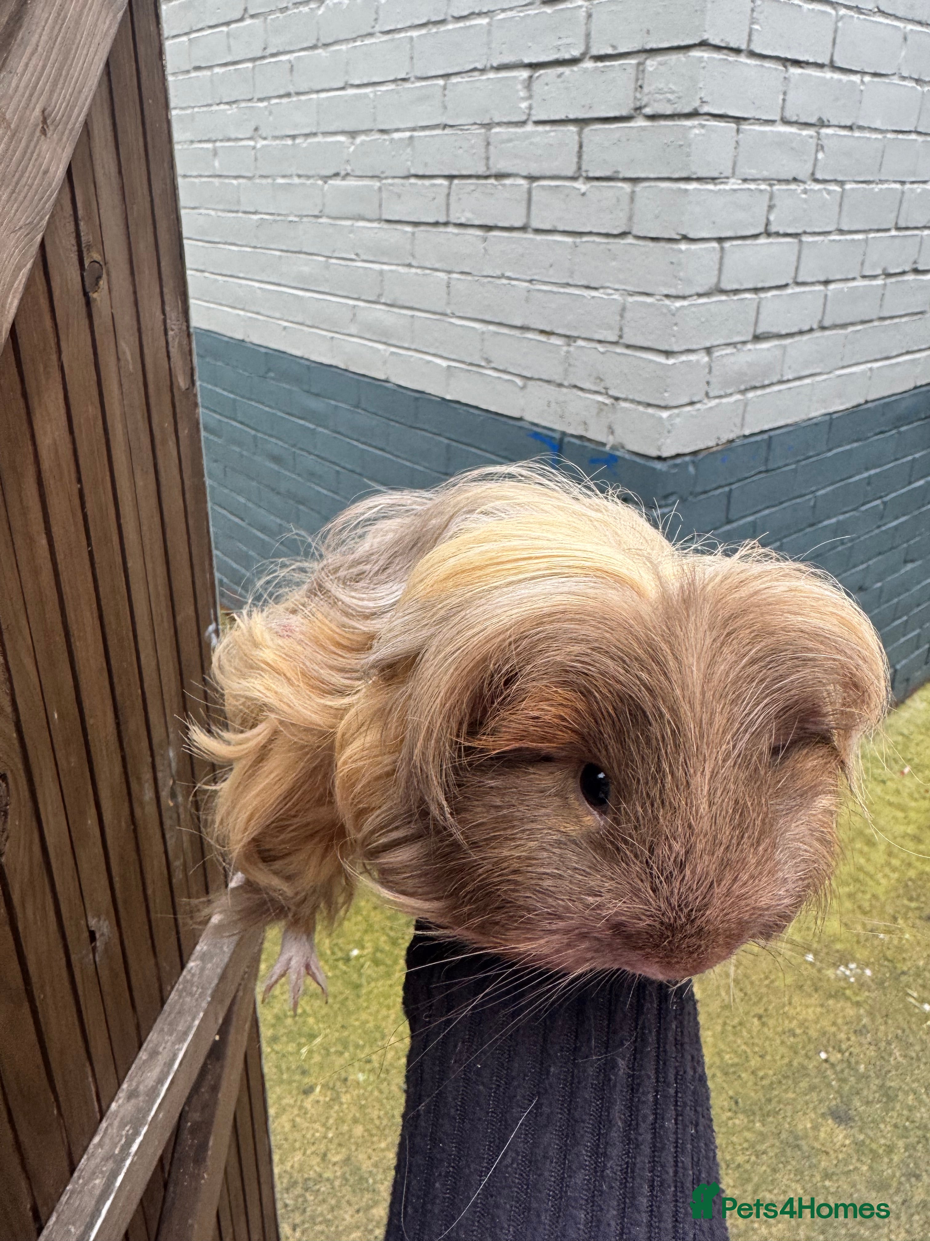 Guinea Pig rodents Male and female guinea pigs available  - Advert 7