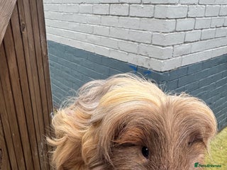 Guinea Pig rodents Male and female guinea pigs available - Advert 7