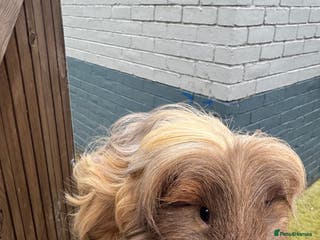 Guinea Pig rodents Male and female guinea pigs available - Advert 15