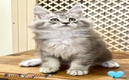 Maine Coon cats for sale: 🐾🦁 *TICA* MAINE COON KITTENS 🧬 DNA CLEAR 🦁🐾 - Image 12