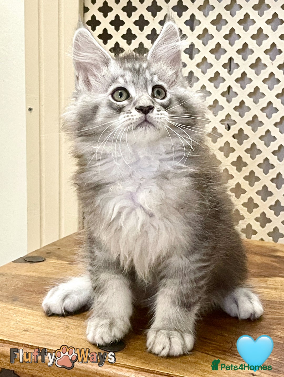 Maine Coon cats for sale: 🐾🦁 *TICA* MAINE COON KITTENS 🧬 DNA CLEAR 🦁🐾 - Image 12