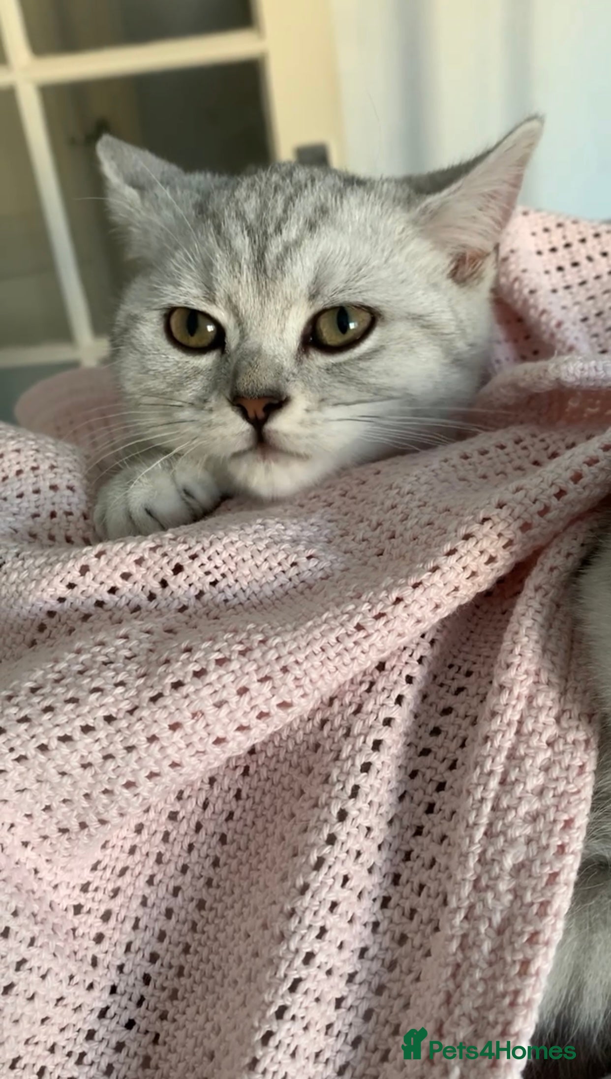 British Shorthair cats for sale: Beautiful British Shorthair Babies 🤍 - Advert 2