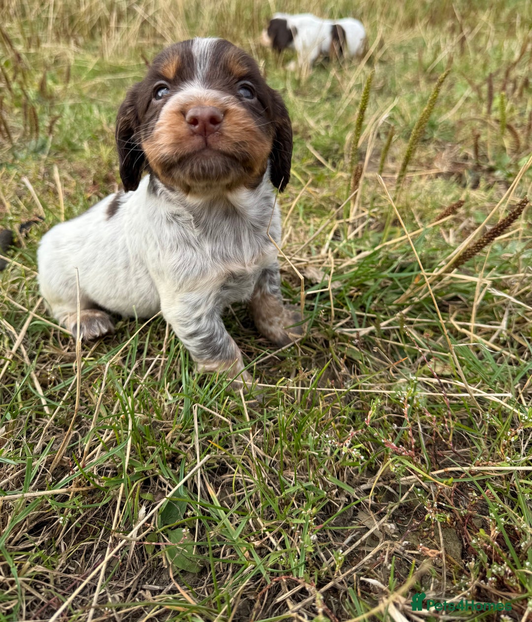 Cocker Spaniel dogs for sale: Extensively Health Tested KC Registered  - Image 8
