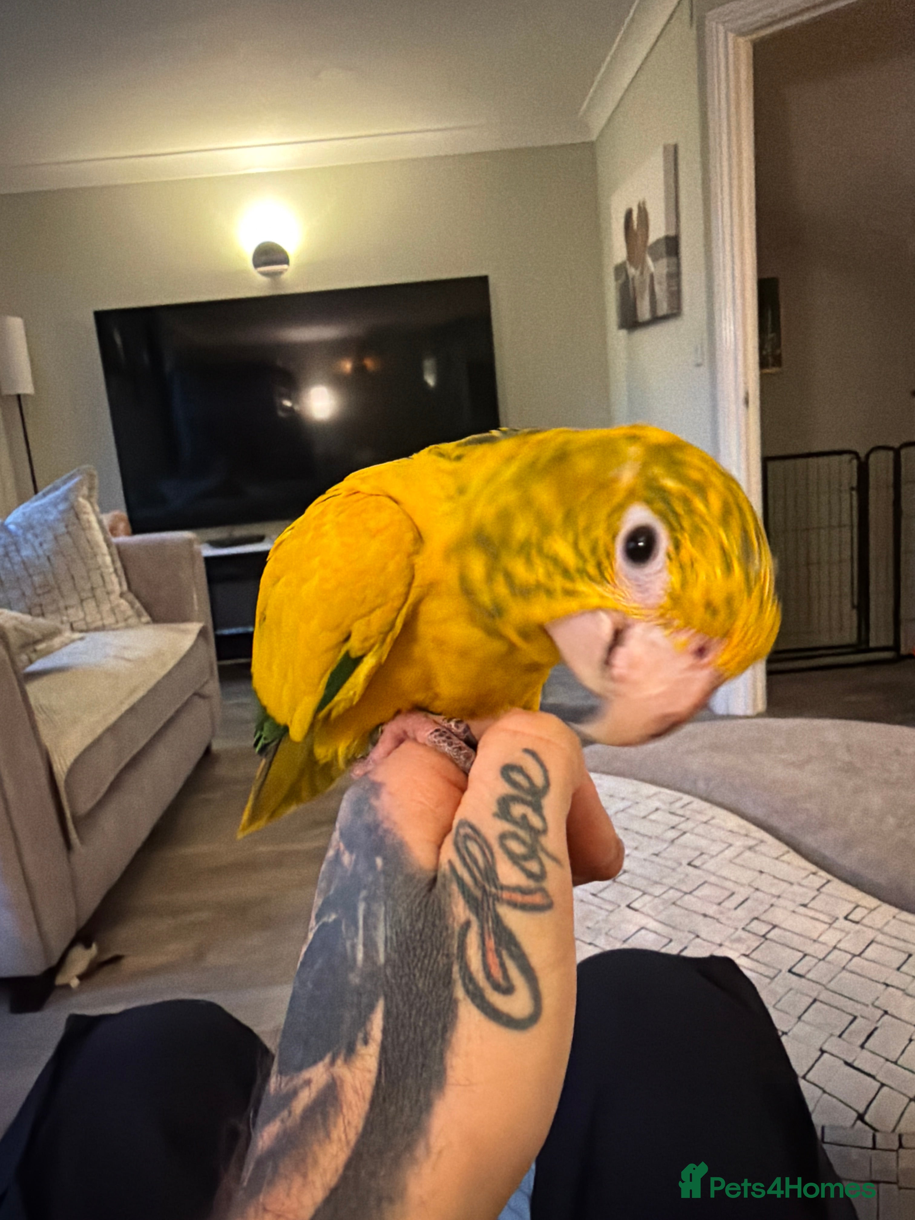 Conures birds Queen of Bavaria conure (golden conure) - Advert 1